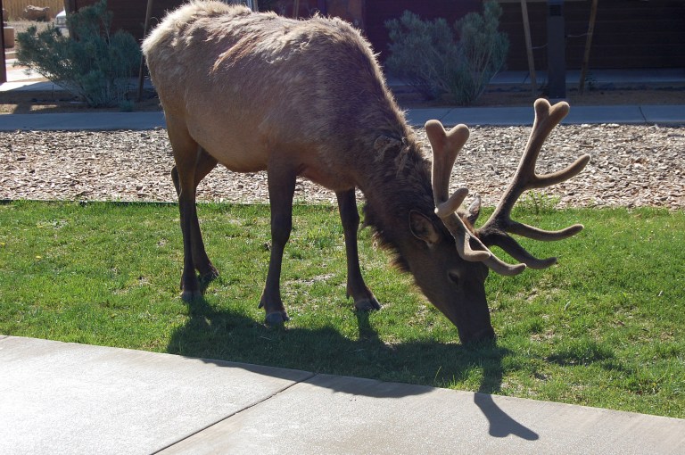 Elk in Tusayan, having its breakfast. Photo by Daniel Wright [CC BY-NC-ND 2.0] via this  flickr set