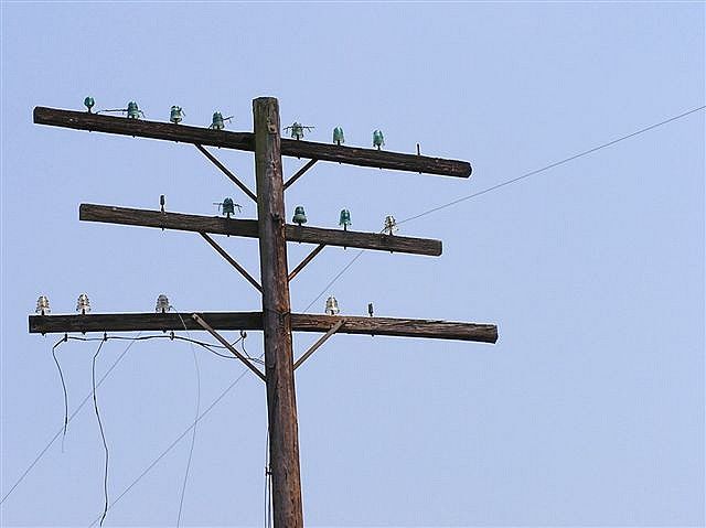 American telegraph pole. Photo by melmel80 [CC BY 2.0] via this flickr page